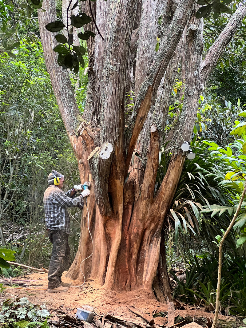 Wharepuke Dalton Trust Artist Residency 2026