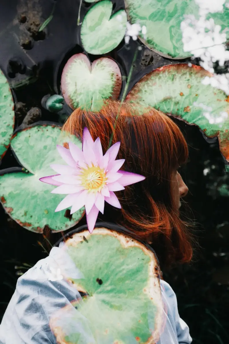 Water Lilies