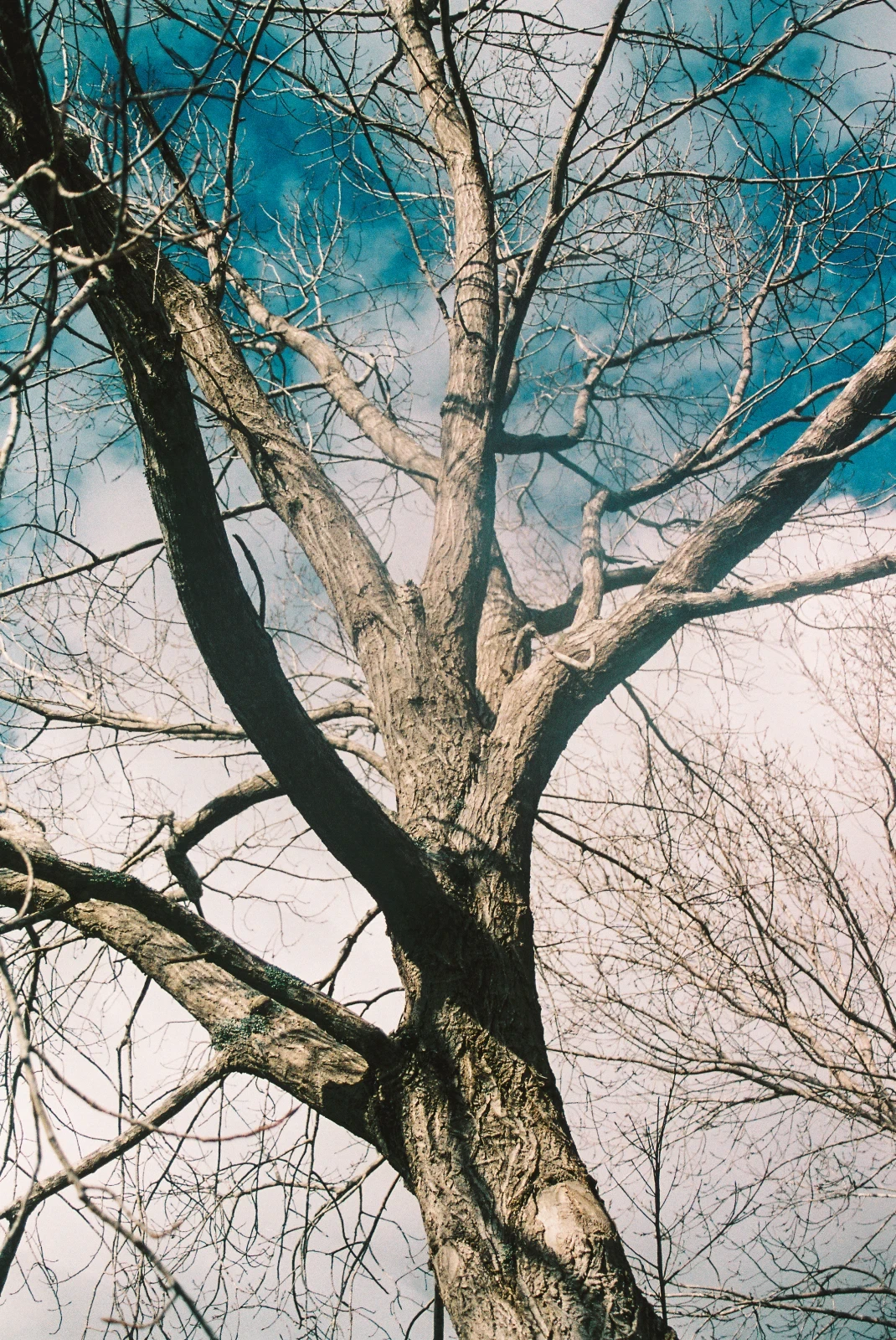 Equally Beautiful In Wintering and In Bloom (2026). 35mm film positive on expired Kodak Ultramax.