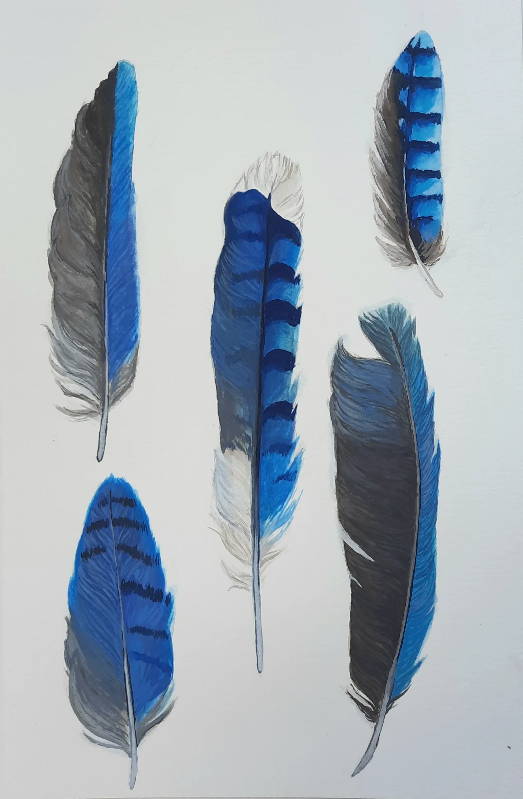 Jay Feathers