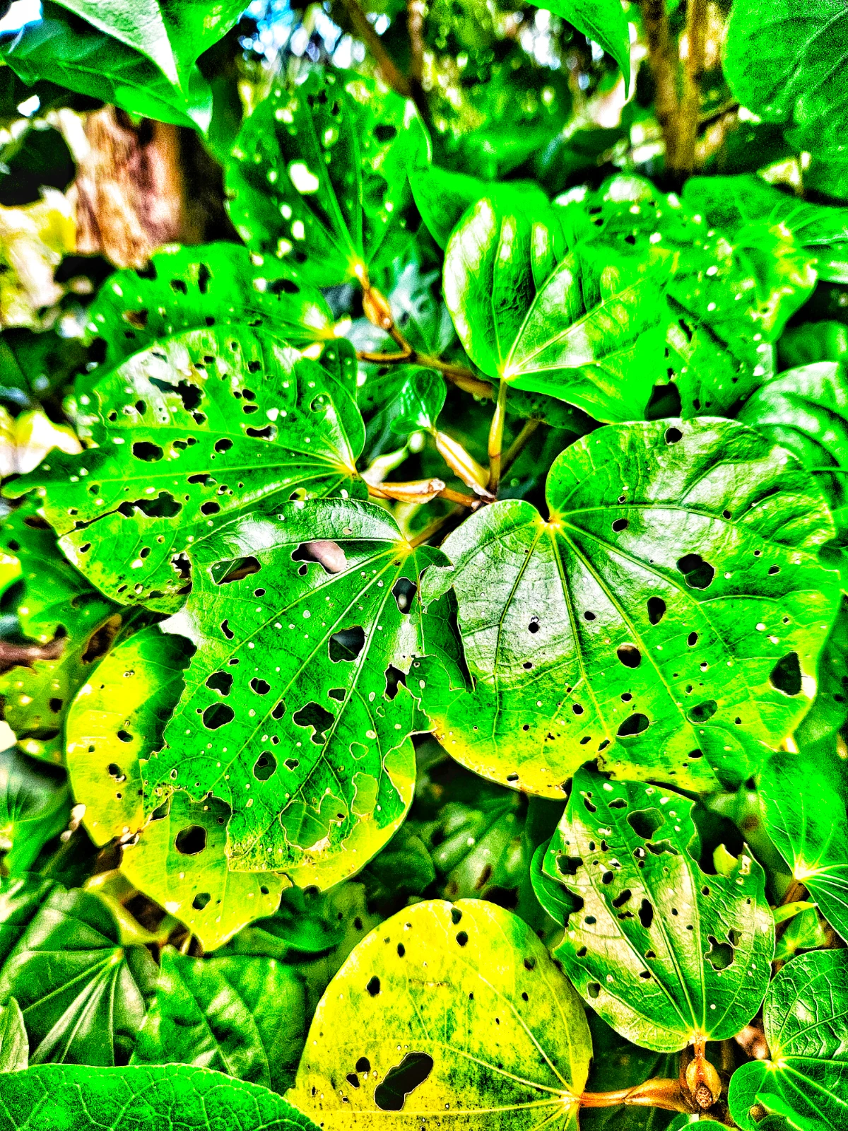 Kawakawa 1