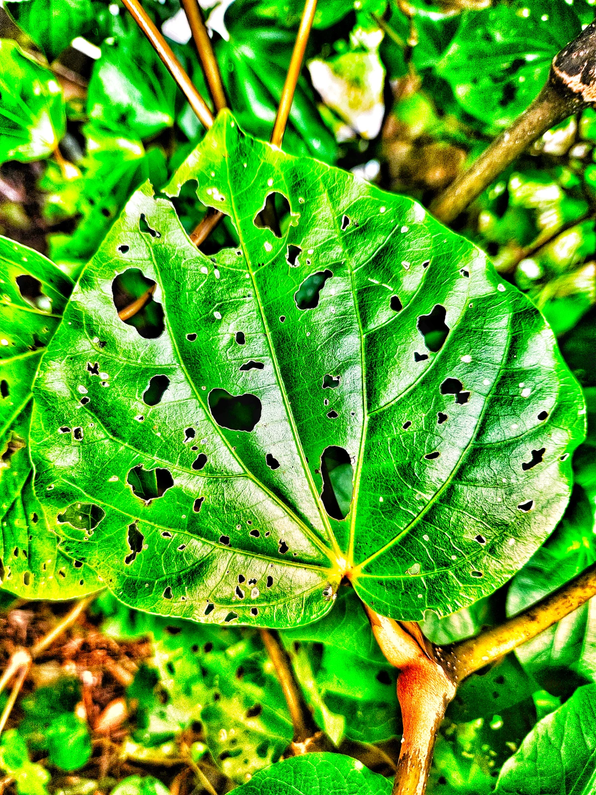 Kawakawa 2